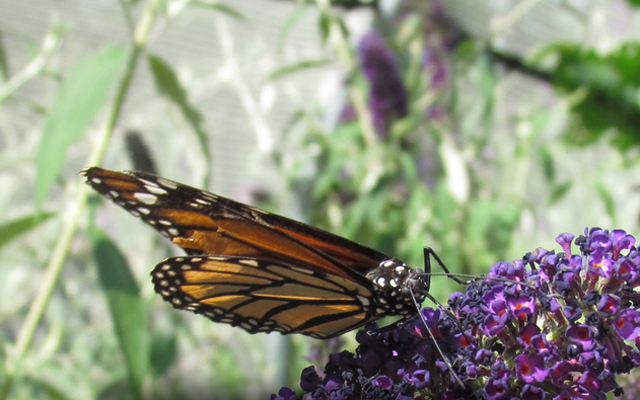 Lake Jackson Waterfront

